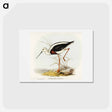 アートポストカード-Banded Stilt
 - オーストラリアの鳥 Postcard.