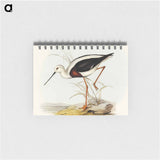 アートメモ帳-Banded Stilt
 - オーストラリアの鳥 Memo.