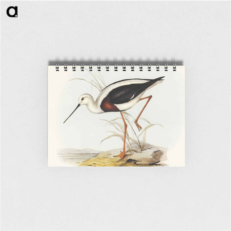 アートメモ帳-Banded Stilt
 - オーストラリアの鳥 Memo.