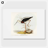 Banded Stilt
 - オーストラリアの鳥 Poster.