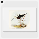 アートポスター-Banded Stilt
 - オーストラリアの鳥 Poster.