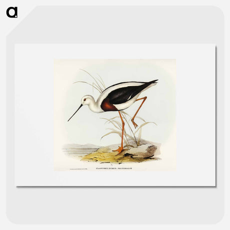 アートポスター-Banded Stilt
 - オーストラリアの鳥 Poster.