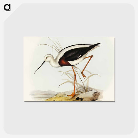アートポストカード-Banded Stilt
 - オーストラリアの鳥 Postcard.