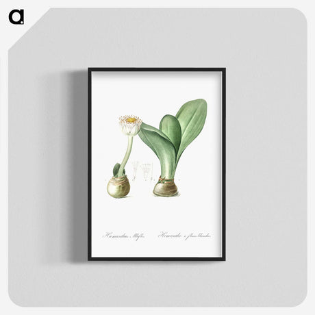 3-41_The-Lilies_blk-crop