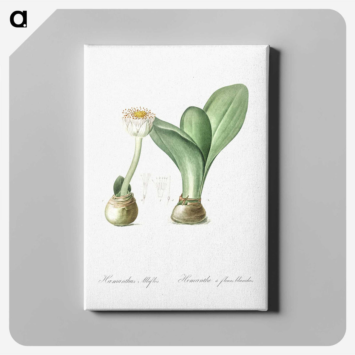 3-41_The-Lilies_canvas