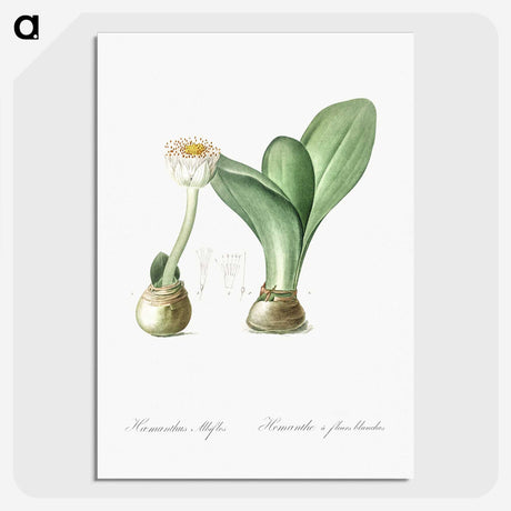 3-41_The-Lilies_picture-crop