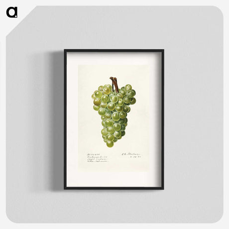 3-41_USDA-Watercolor-Fruit-Painting-Collection_blk