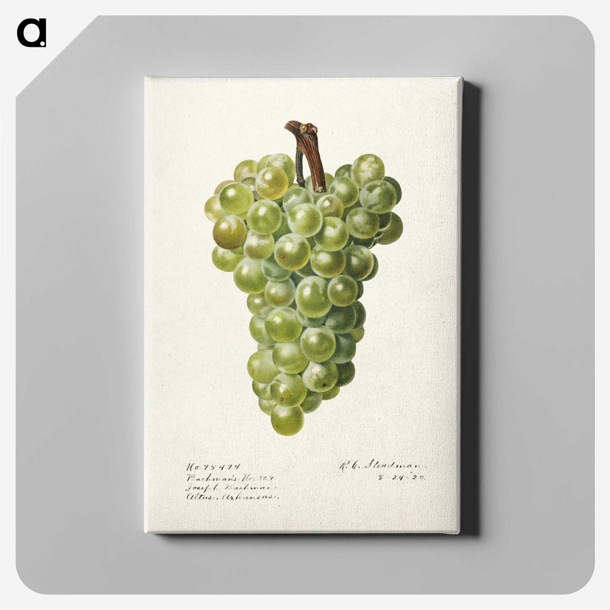 3-41_USDA-Watercolor-Fruit-Painting-Collection_canvas