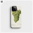 3-41_USDA-Watercolor-Fruit-Painting-Collection_phone
