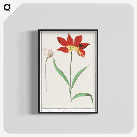 3-42_Anselmus-Boetius-de-Boodt_blk-crop
