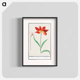 Tulip - アンセルムス ボエティウス デ ブート Poster.