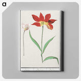 3-42_Anselmus-Boetius-de-Boodt_canvas