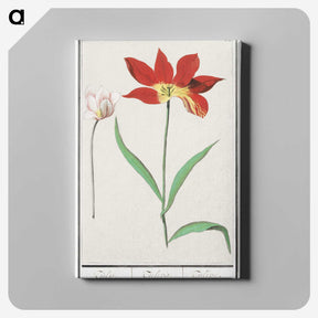 3-42_Anselmus-Boetius-de-Boodt_canvas