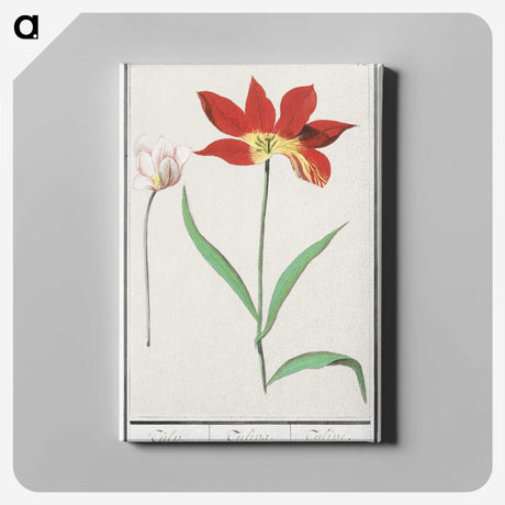 3-42_Anselmus-Boetius-de-Boodt_canvas