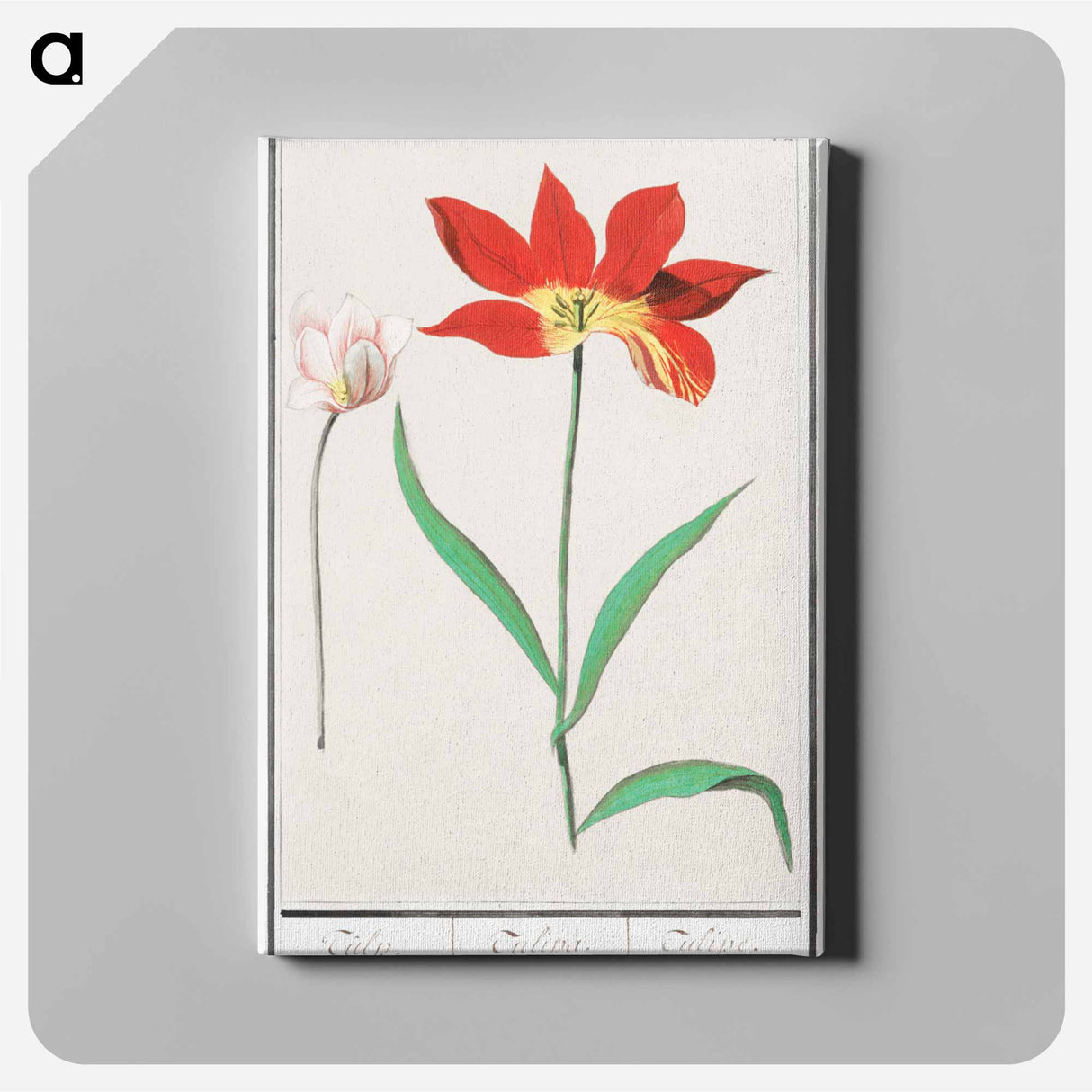 Tulip - アンセルムス ボエティウス デ ブート Canvas.