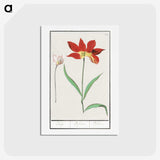 3-42_Anselmus-Boetius-de-Boodt_hagaki