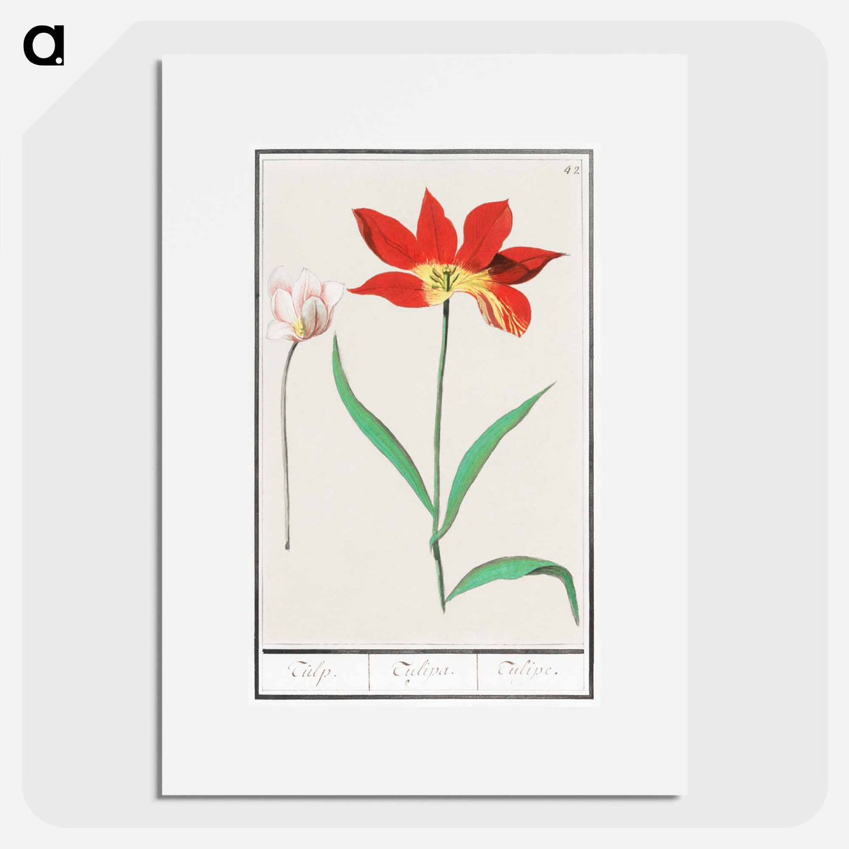 Tulip - アンセルムス ボエティウス デ ブート Poster.
