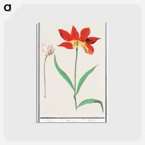 アートポストカード-Tulip - アンセルムス ボエティウス デ ブート Postcard.