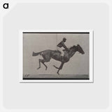 アートポストカード-Galloping Horse and Rider
 - エドワード マイブリッジ Postcard.