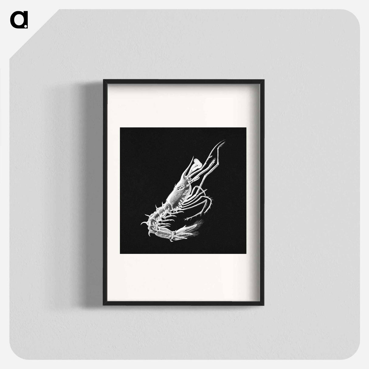 Vintage prawn marine life illustration - エルンスト ヘッケル Poster.