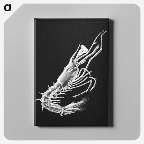 3-42_Ernst-Haeckel_canvas