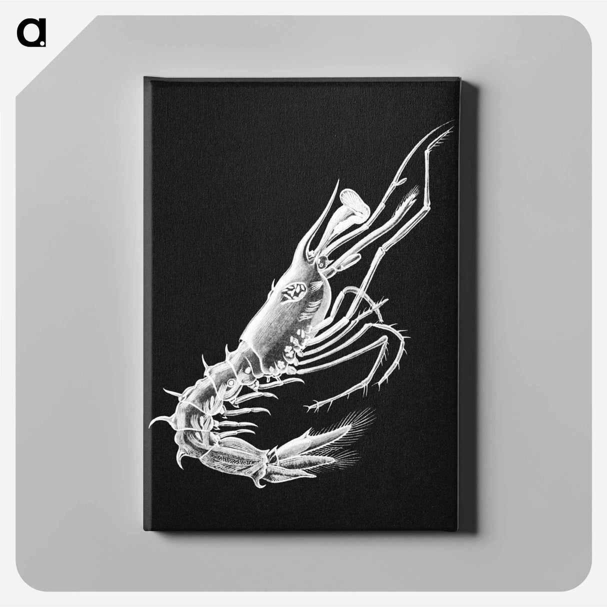 Vintage prawn marine life illustration - エルンスト ヘッケル Canvas.