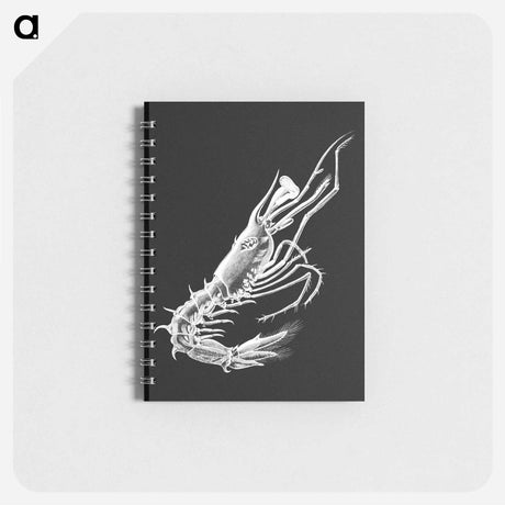 アートメモ帳-Vintage prawn marine life illustration - エルンスト ヘッケル Memo.