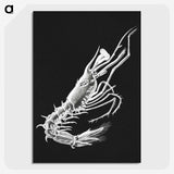 3-42_Ernst-Haeckel_picture-crop