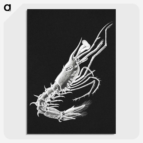 3-42_Ernst-Haeckel_picture-crop