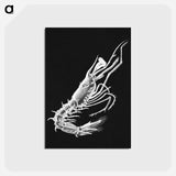 アートポストカード-Vintage prawn marine life illustration - エルンスト ヘッケル Postcard.