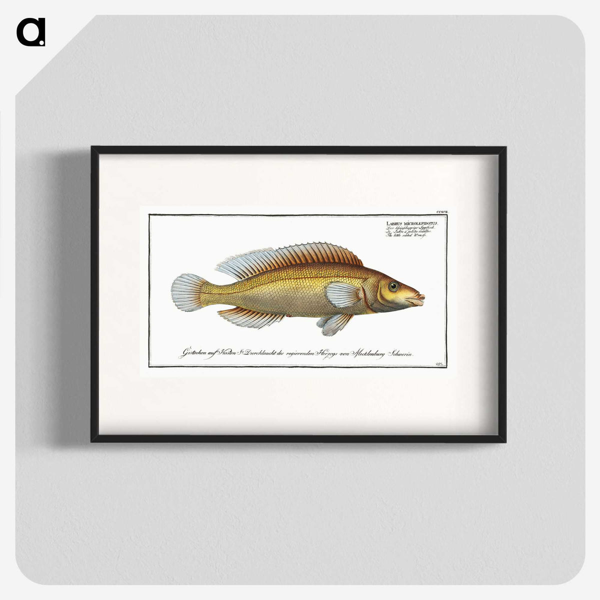 3-42_Ichtyologie-ou-Histoire-naturelle_blk