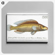 3-42_Ichtyologie-ou-Histoire-naturelle_canvas