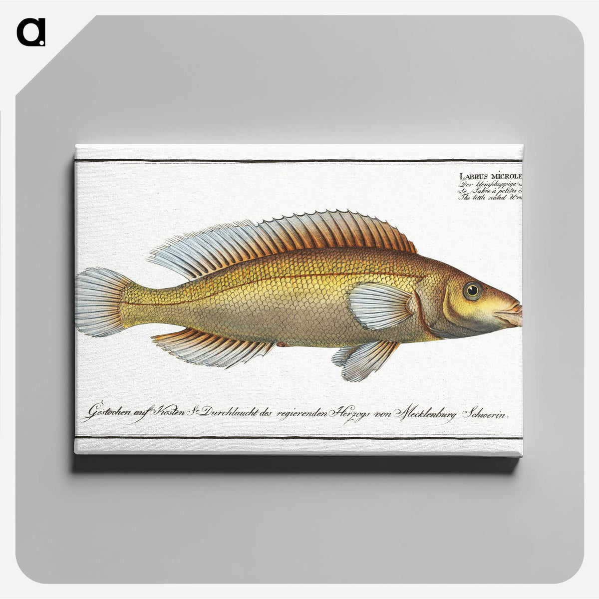 3-42_Ichtyologie-ou-Histoire-naturelle_canvas