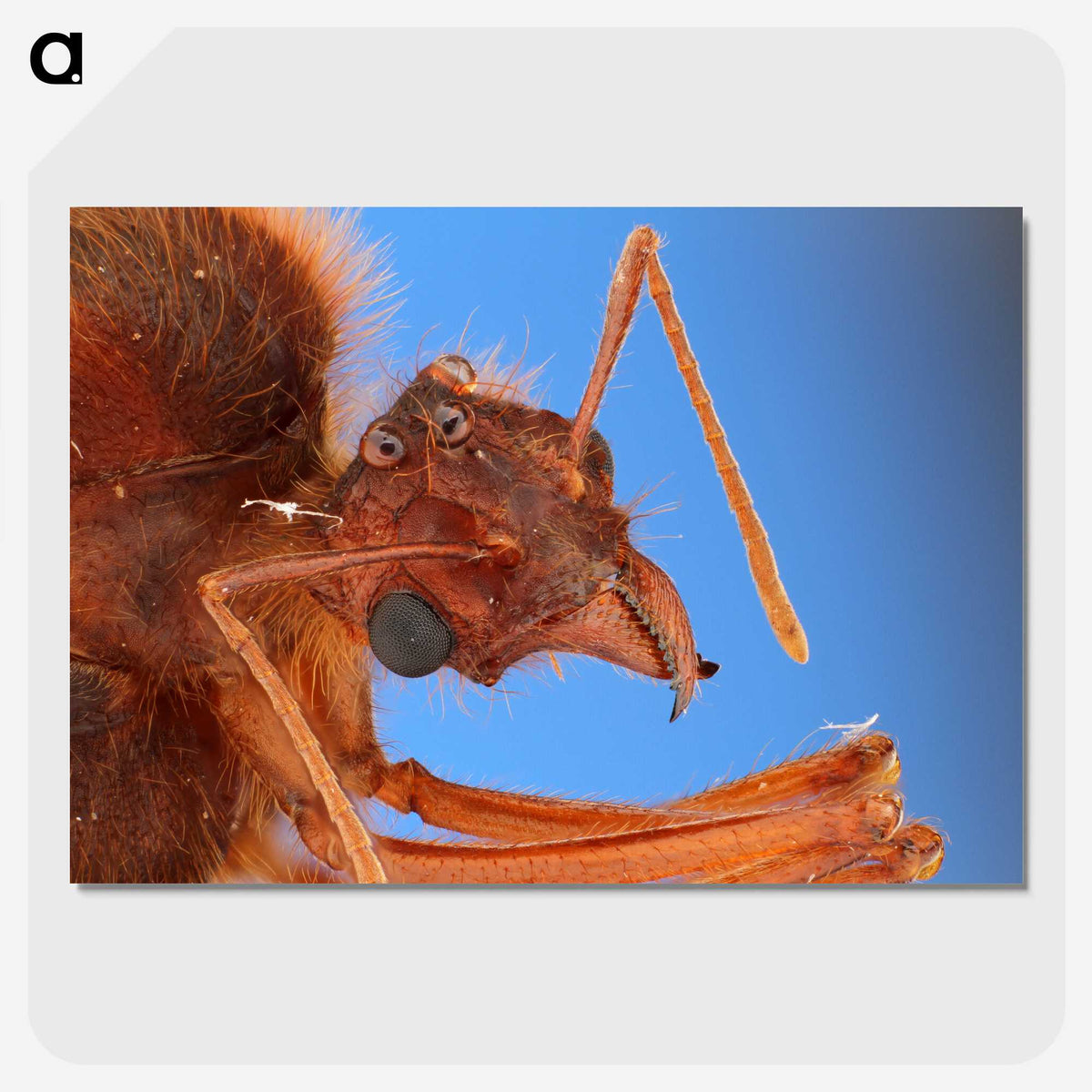 3-42_Insects-Unlocked-Project_picture-crop