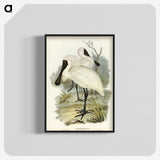 3-42_John-Gould_blk-crop