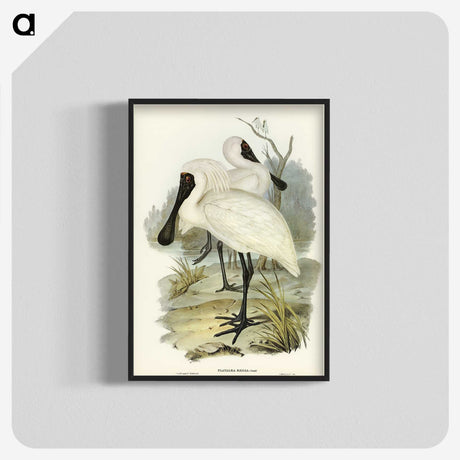 3-42_John-Gould_blk-crop