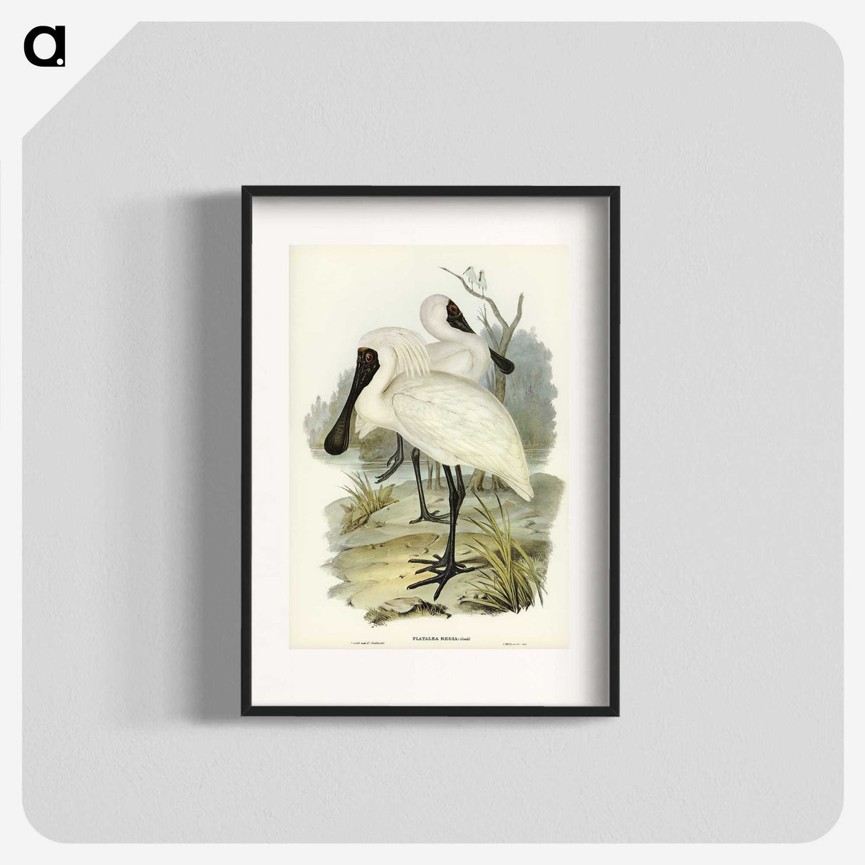 3-42_John-Gould_blk