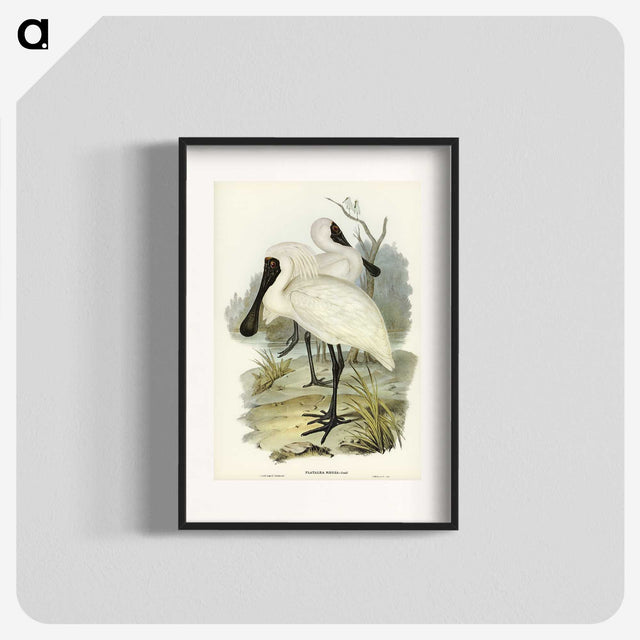 3-42_John-Gould_blk