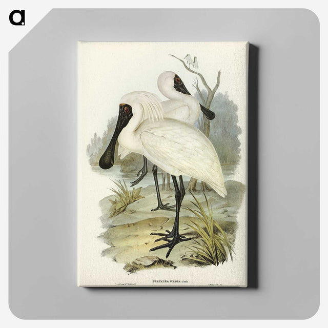 3-42_John-Gould_canvas