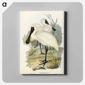 アートパネル-Royal Spoonbill
 - ジョン グールド Canvas.