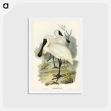 アートポストカード-Royal Spoonbill
 - ジョン グールド Postcard.