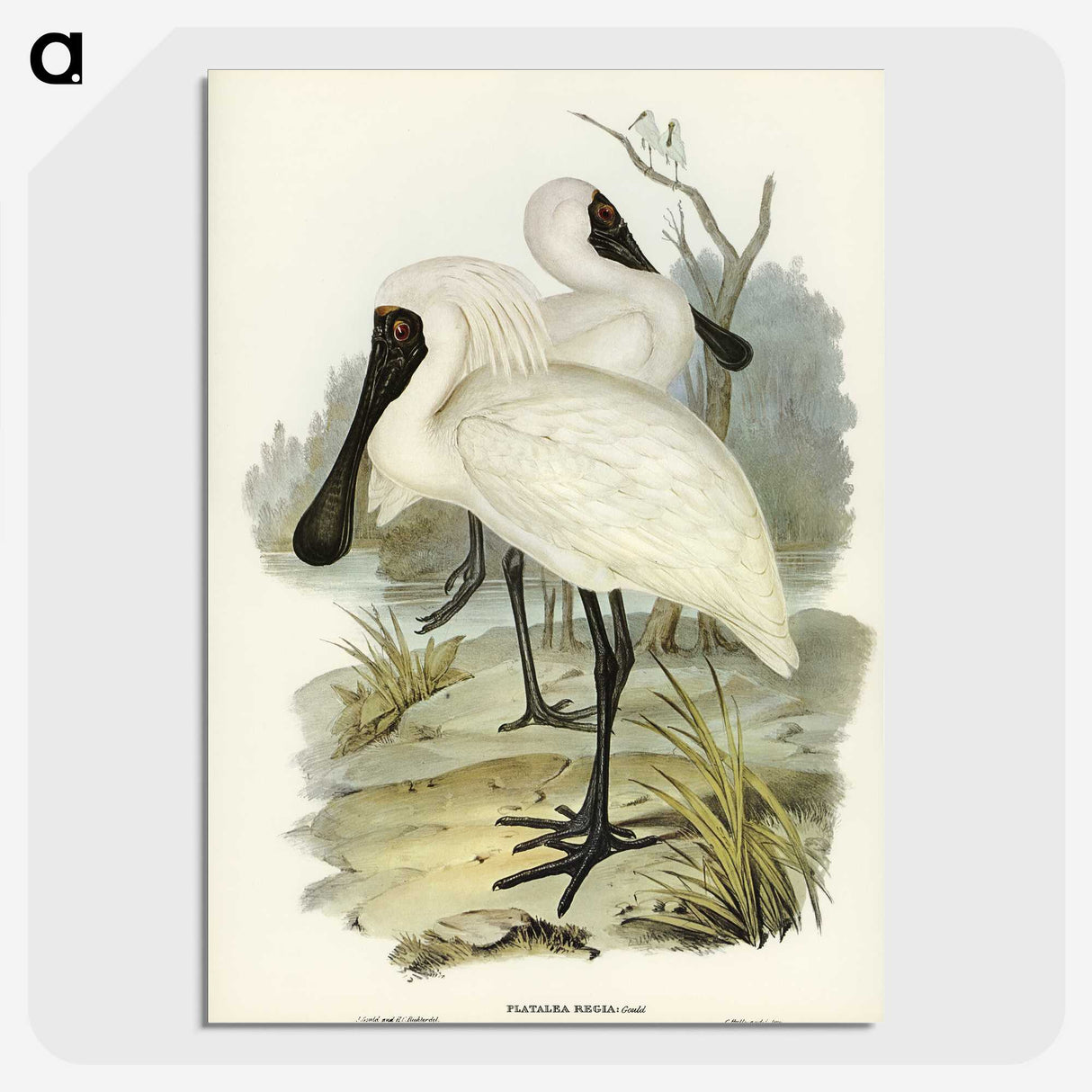 3-42_John-Gould_picture-crop