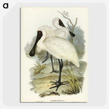 3-42_John-Gould_picture-crop
