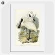 3-42_John-Gould_picture