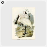 アートポストカード-Royal Spoonbill
 - ジョン グールド Postcard.