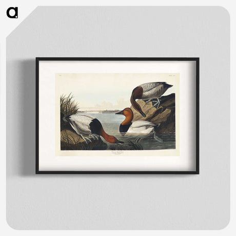 3-42_John-James-Audubon_blk