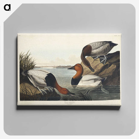 3-42_John-James-Audubon_canvas