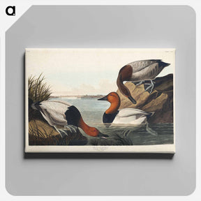 アートパネル-Canvas Backed Duck
 - ジョン ジェームス オーデュボン Canvas.