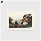アートポストカード-Canvas Backed Duck
 - ジョン ジェームス オーデュボン Postcard.