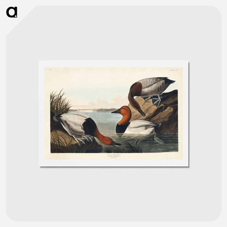 アートポストカード-Canvas Backed Duck
 - ジョン ジェームス オーデュボン Postcard.